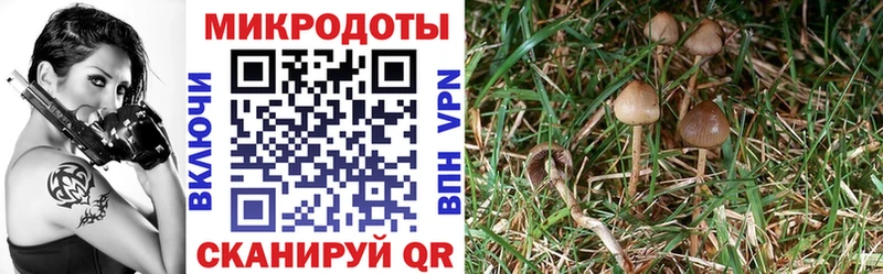 Псилоцибиновые грибы Cubensis  магазин    Чишмы 